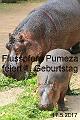 2017-05-17 Flusspferd Pumeza feiert 1 Geburtstag